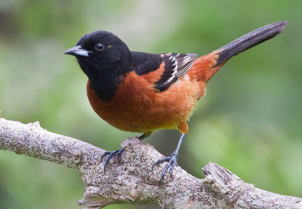 Orchard oriole