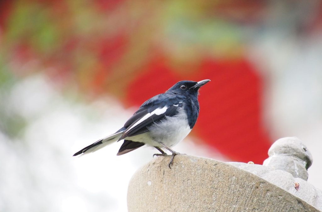 Oriental Magpie Robin