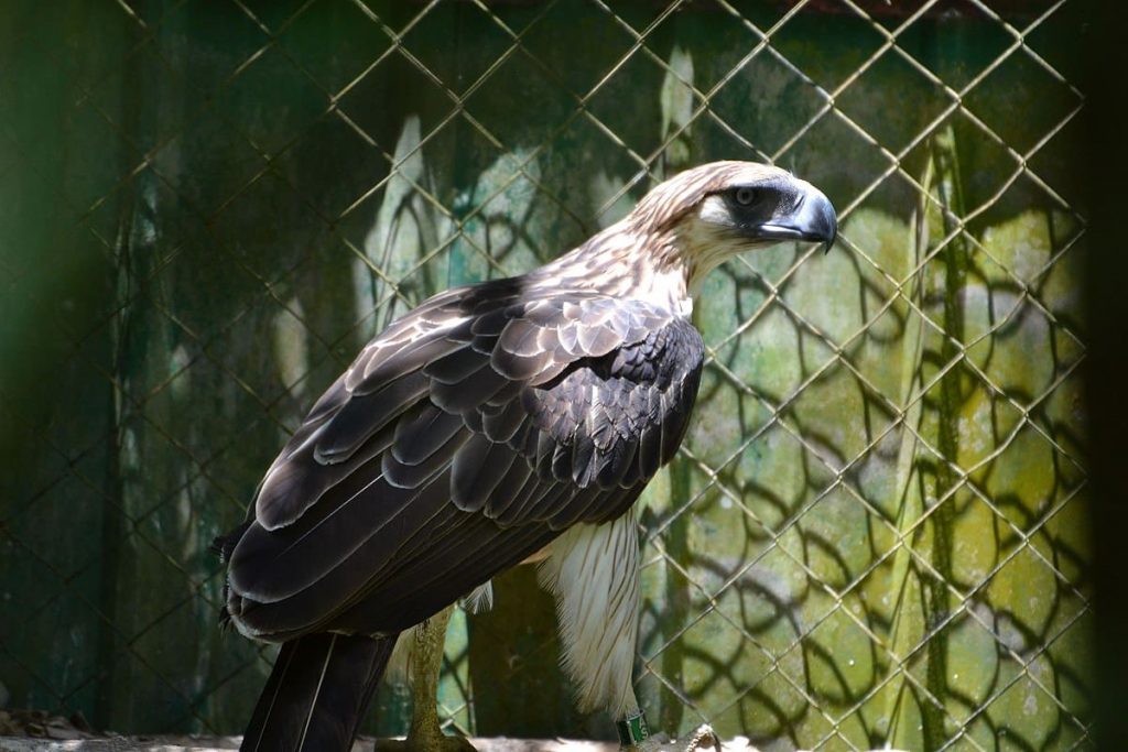 Philippines Eagle