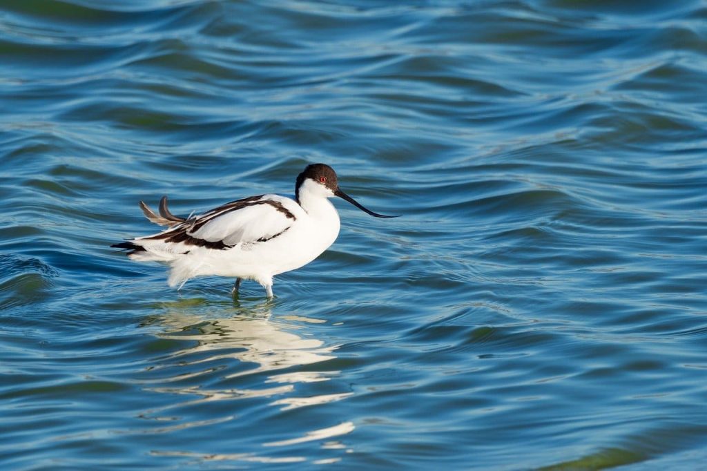 Pied Avocet