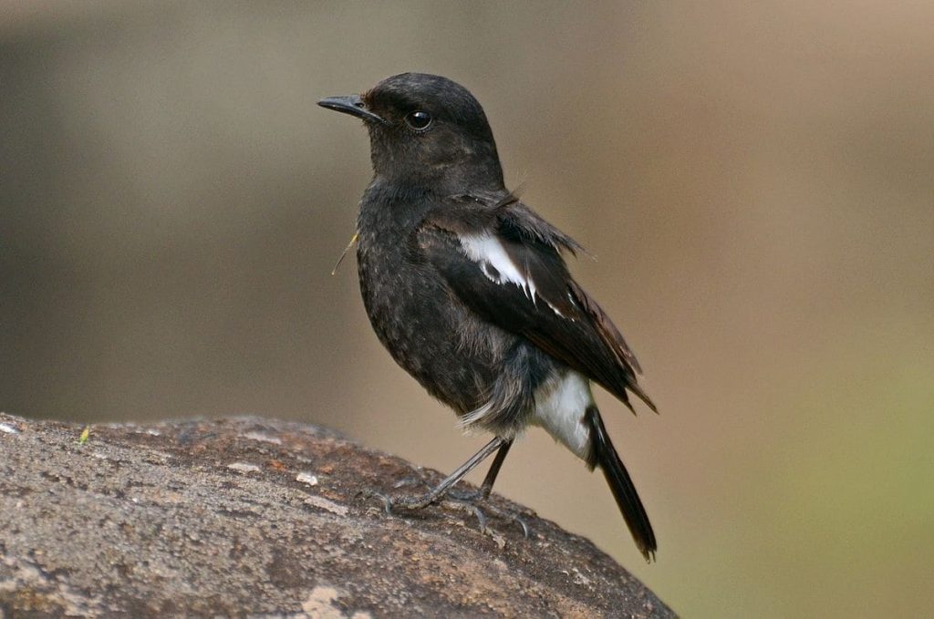 Pied Bushchats