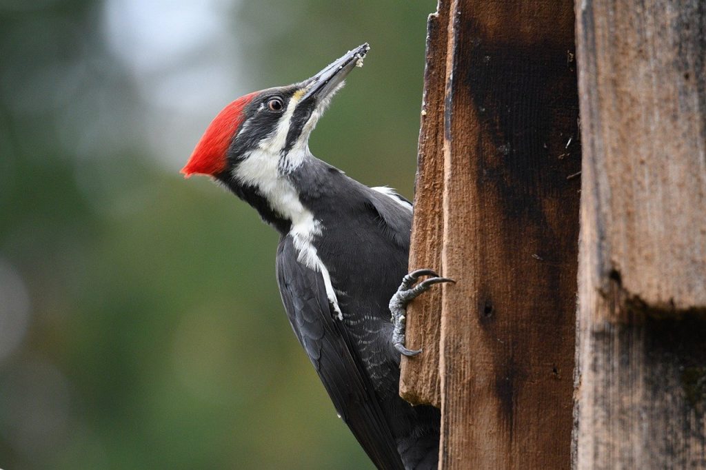 Pileated Woodpecker