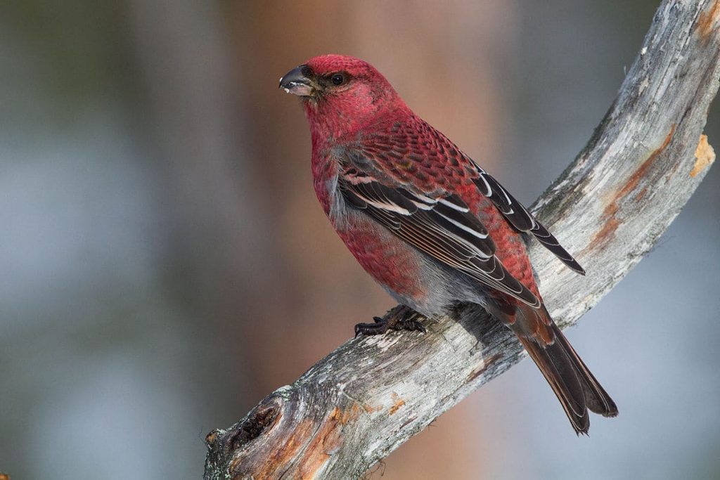 16 Amazing Birds with Red on Head - Red Rock Scenic By Way