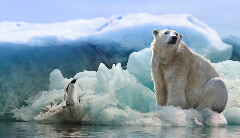 Polar bear on melting ice
