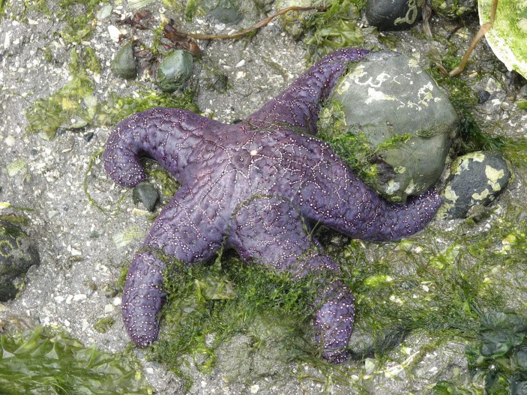 Purple Starfish