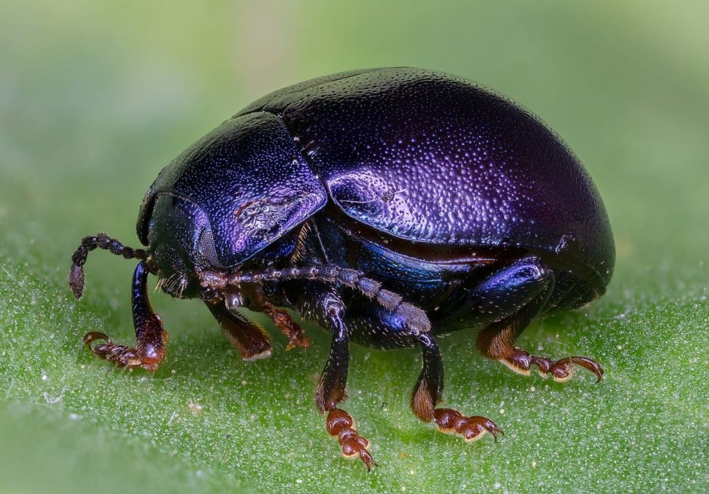 Purple beetle