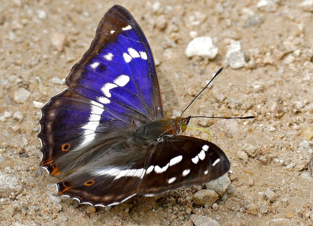 Purple emperor butterfly