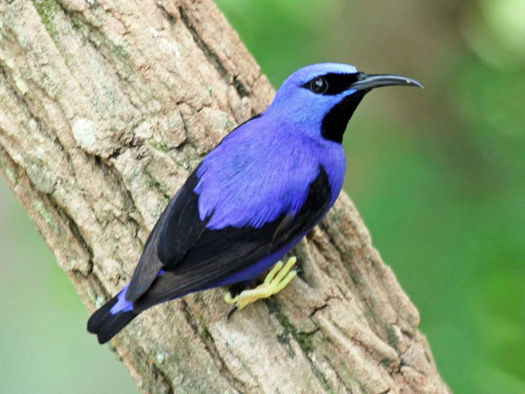 Purple honeycreeper