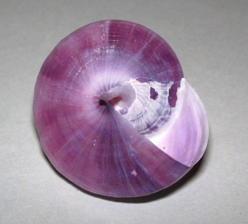 Purple sea snail