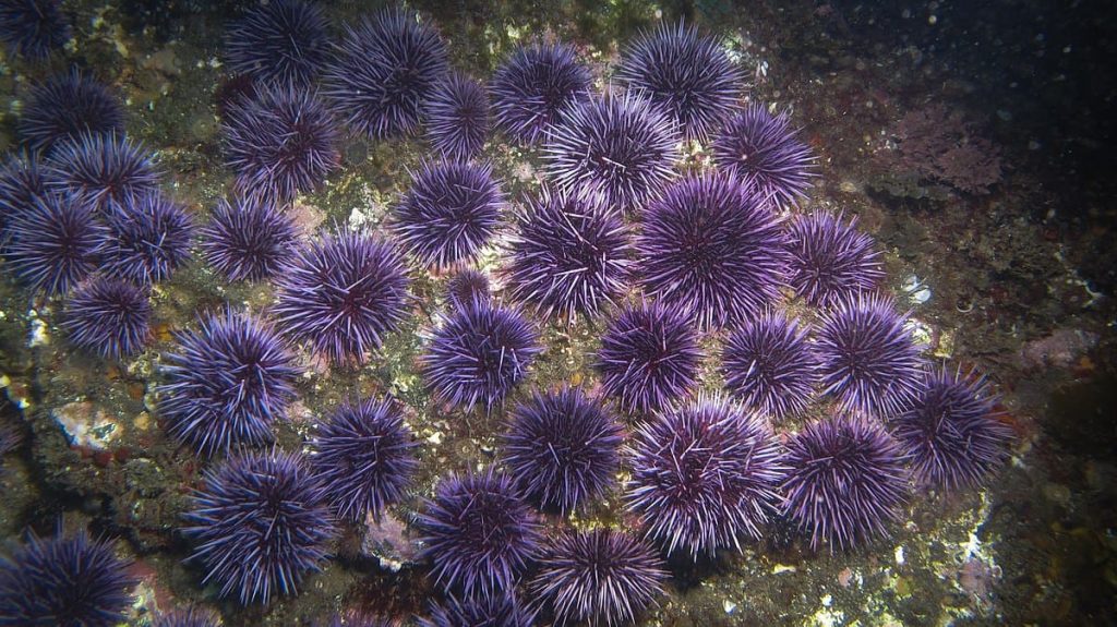 Purple sea urchins