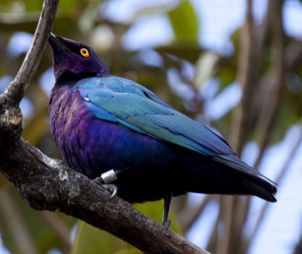 Purple starling