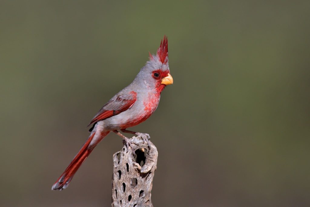 Pyrrhuloxia