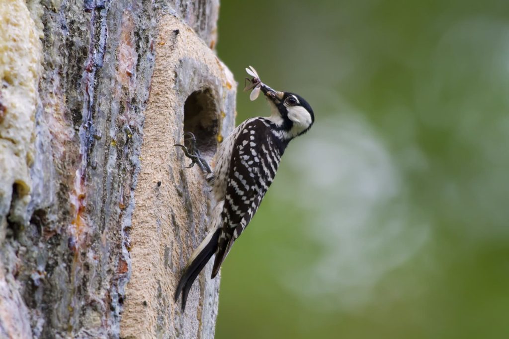 Red-Cockaded Woodpecker