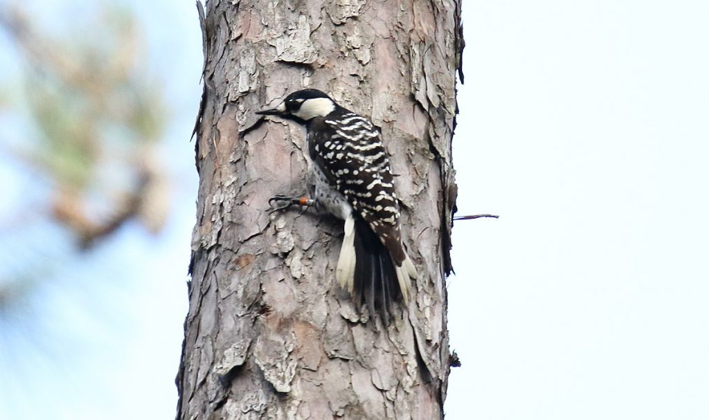 Red-Cockaded Woodpecker