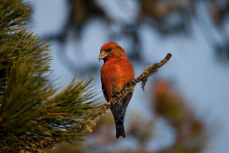 Red Crossbill