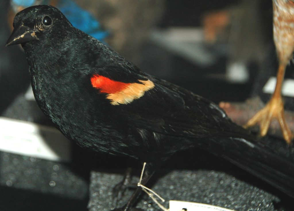 Red-Shouldered Blackbird
