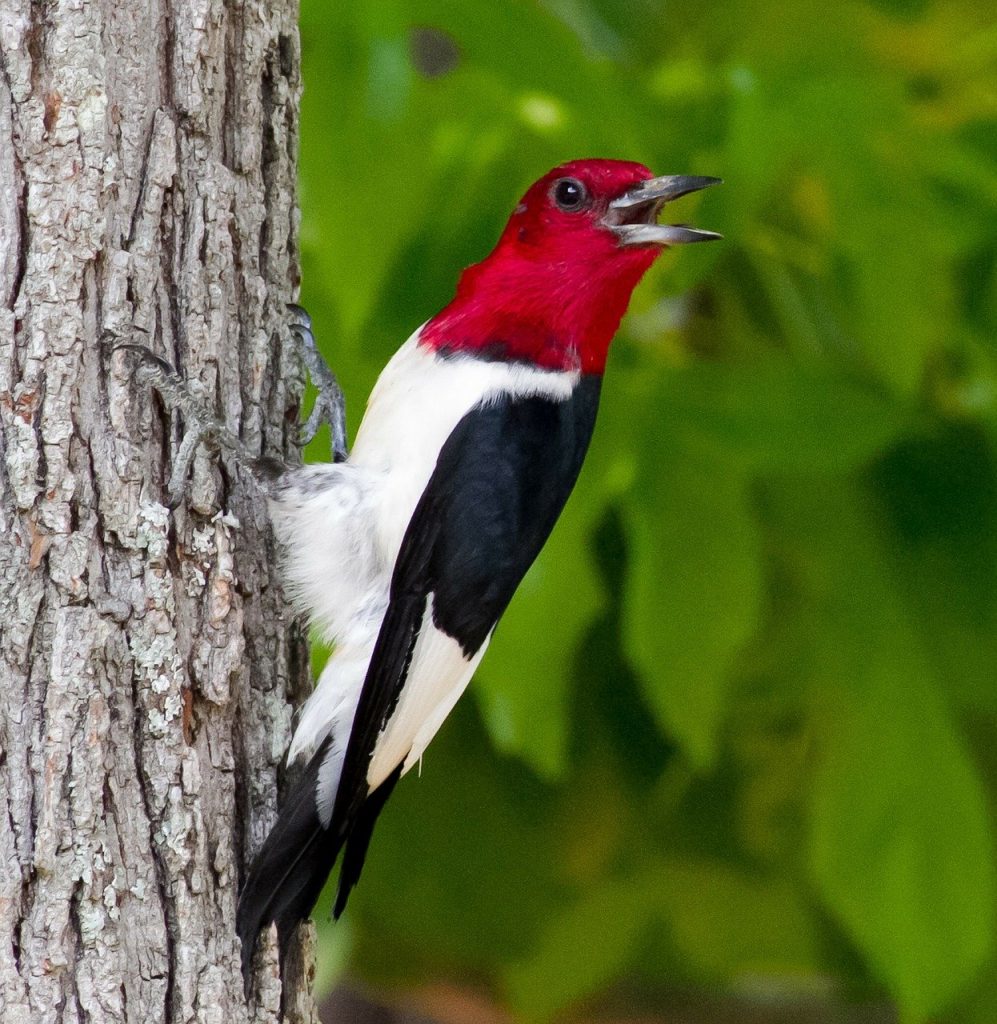 Red-headed Woodpecker