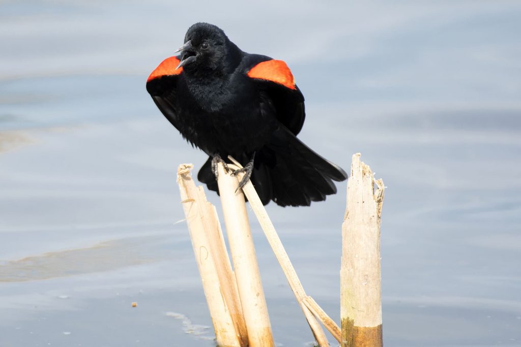 15 Beautiful Orange And Black Birds In The World Red Rock Scenic By Way   Red Winged Blackbird 1024x683 