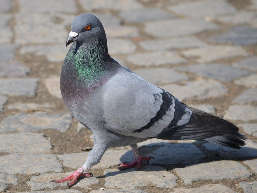 Rock-Pigeon