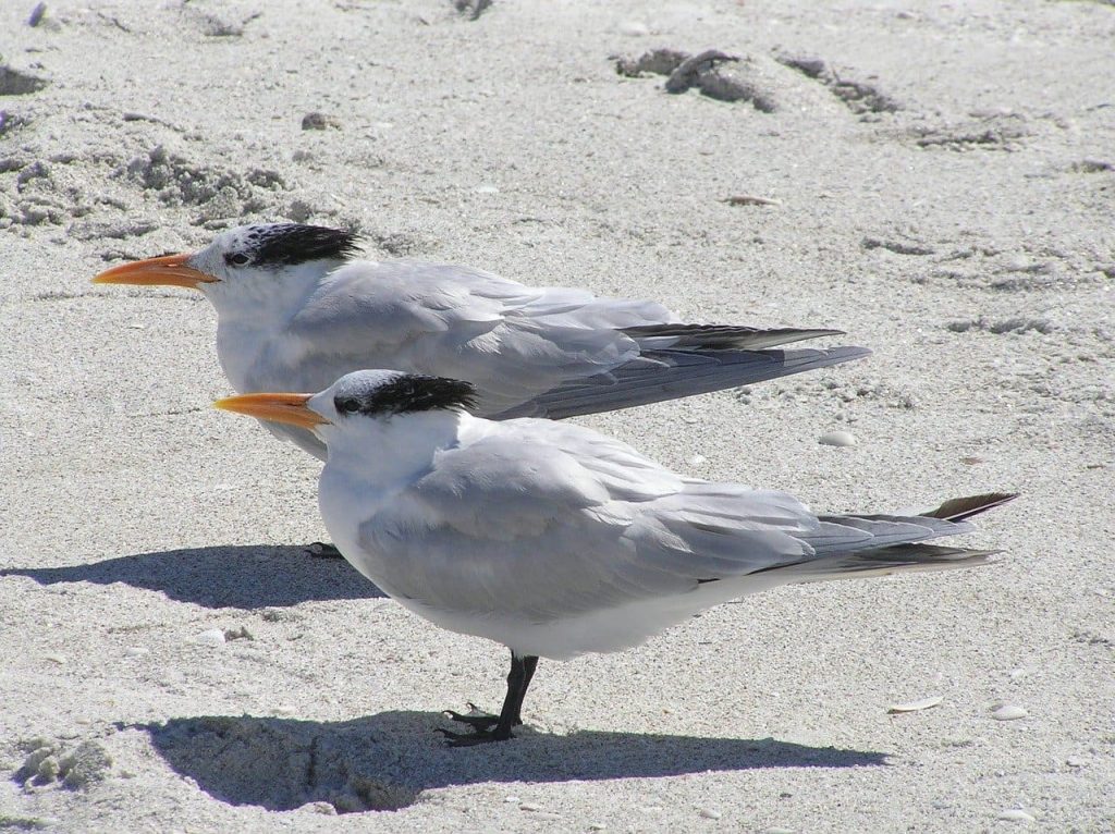 Royal Tern