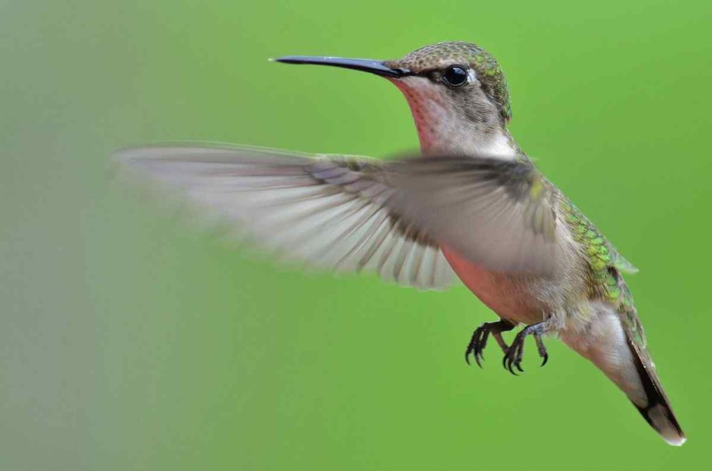 Ruby-throated Hummingb