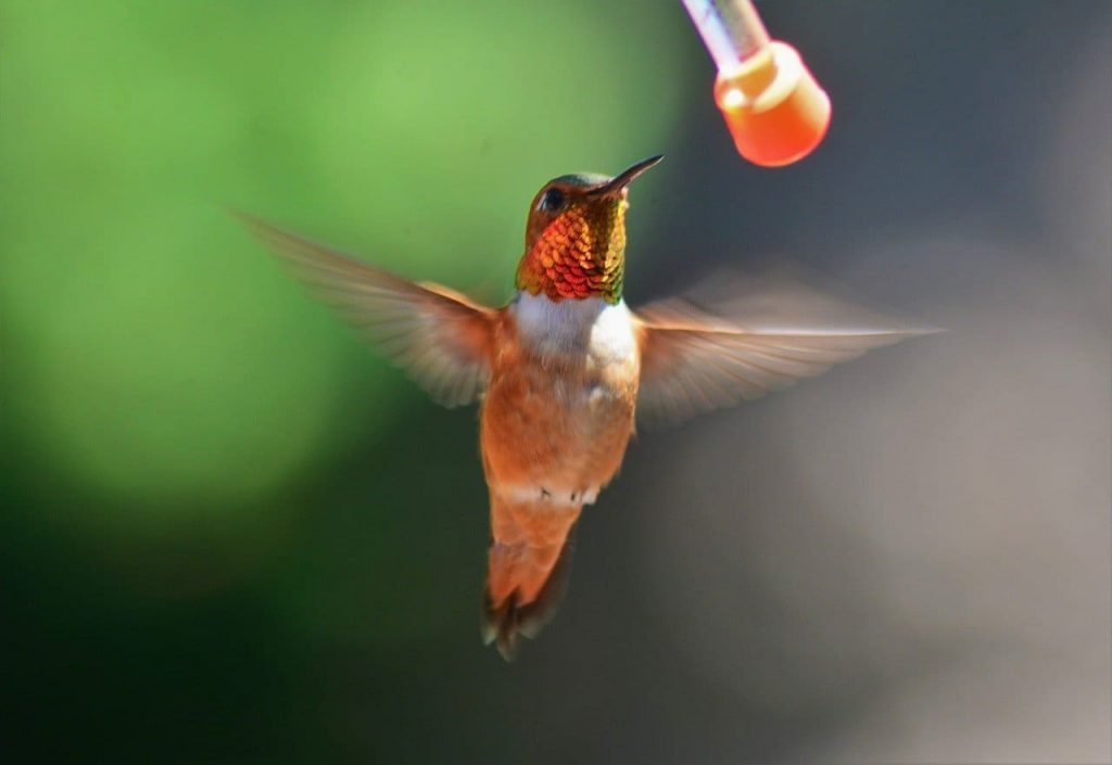 Rufous Hummingbird