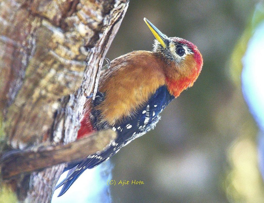 Rufous-bellied Woodpecker