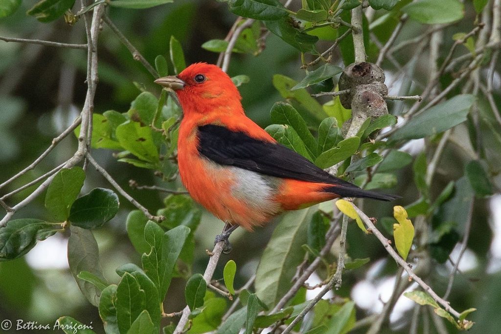 16 Amazing Birds with Red on Head - Red Rock Scenic By Way