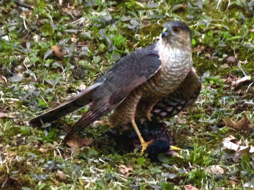 Sharp-shinned Hawk