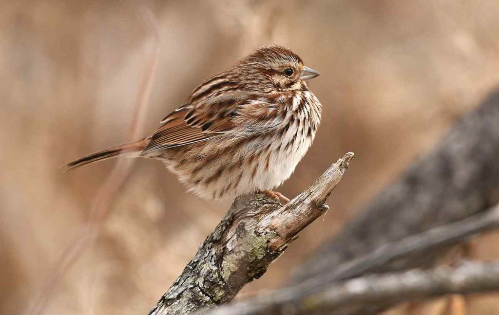 Song Sparrow