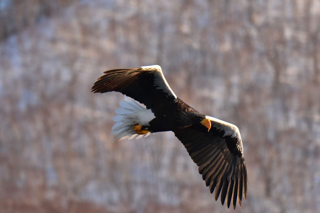 Steller’s Sea Eagle