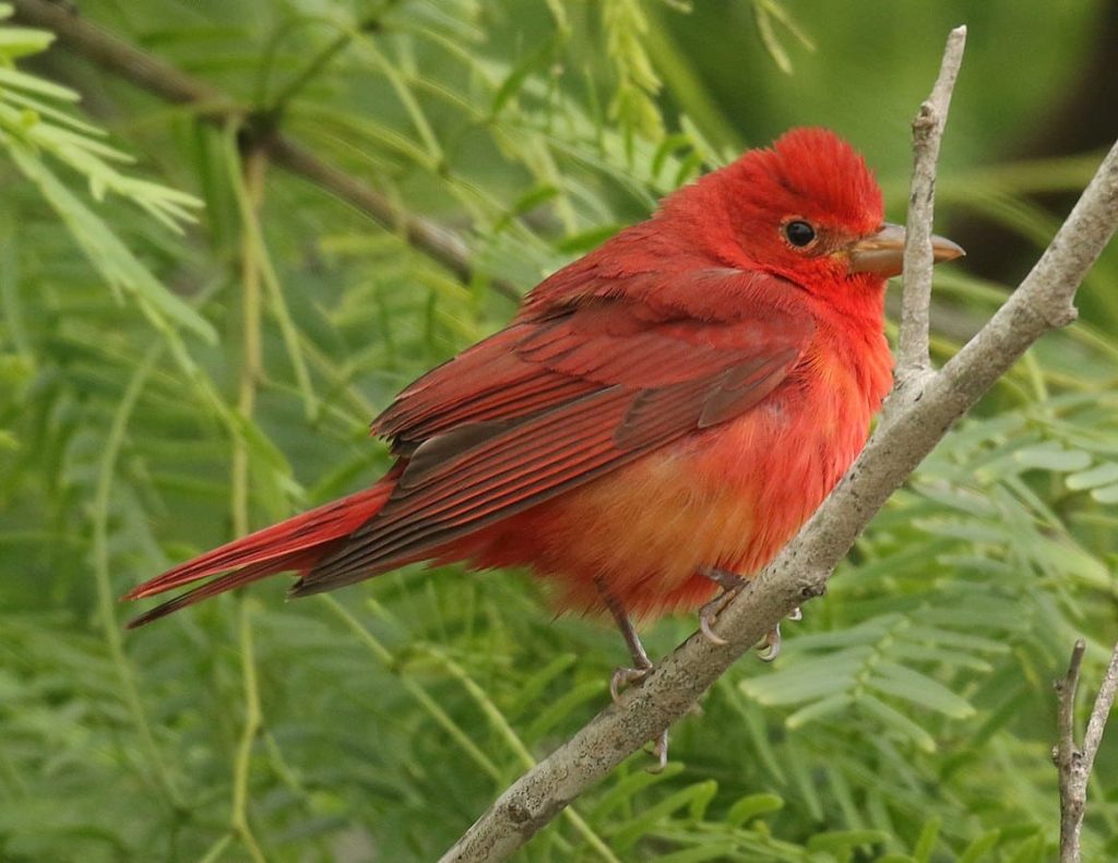 16 Amazing Birds with Red on Head - Red Rock Scenic By Way