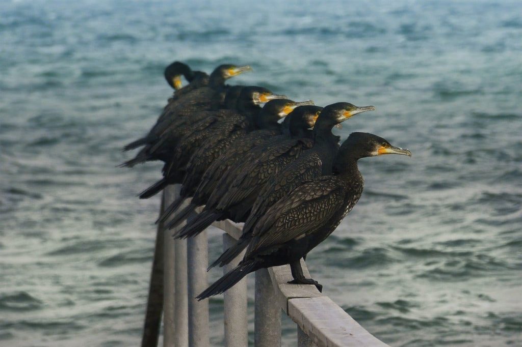 The Great Cormorant