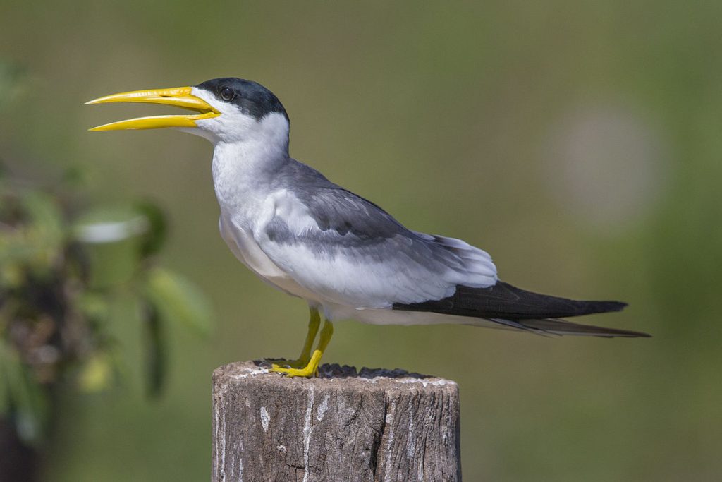 The Large-billed Tern