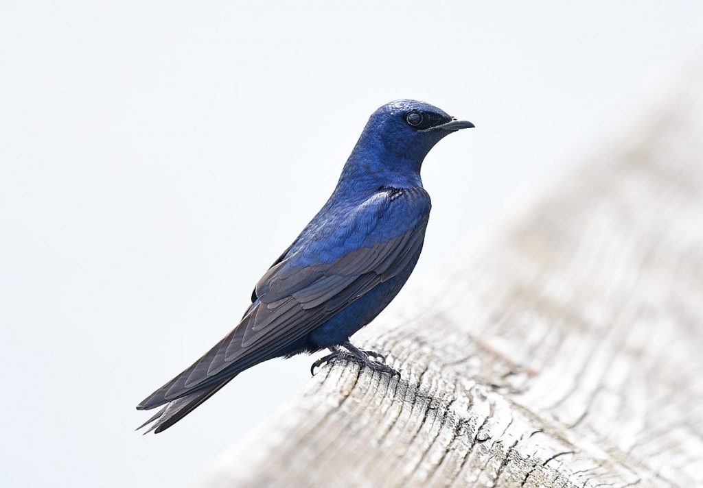 The Purple Martin