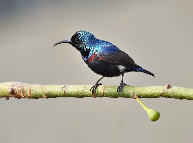 The Purple Sunbird