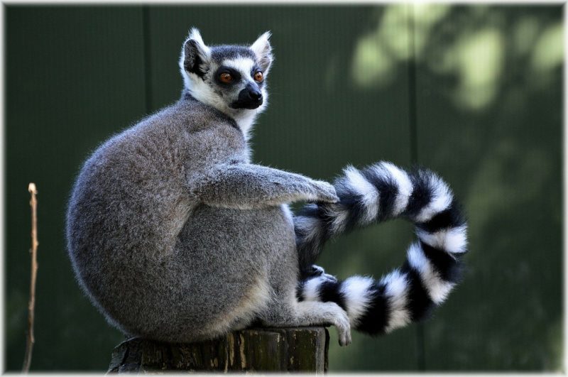 The Ring-Tailed Lemur