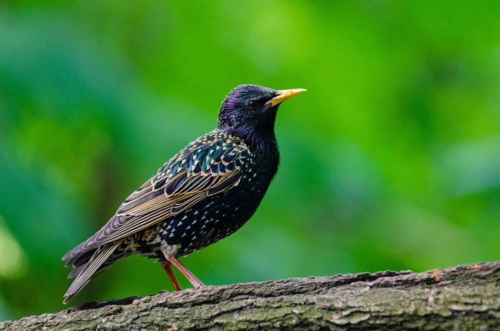 The Starling Bird