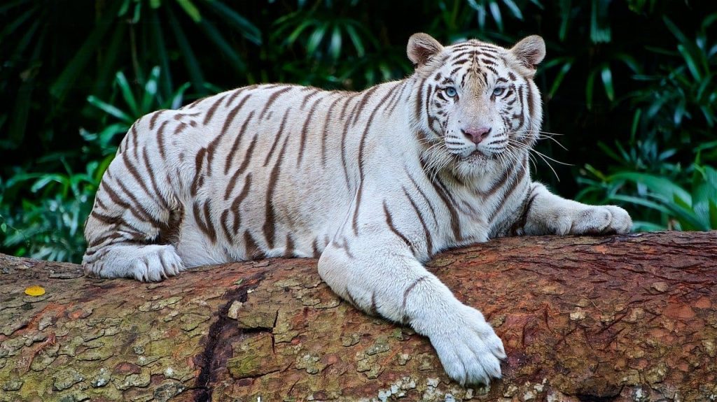 The White Tiger