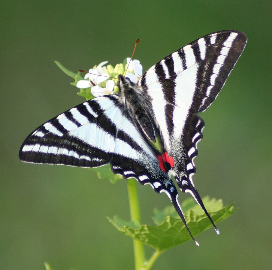 The Zebra Swallowtail Butterfly