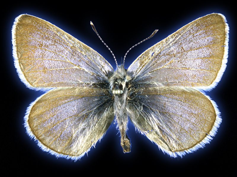 This is the 93-year-old Xerces blue butterfly specimen that researchers collected tissue samples from for this study. (Field Museum)