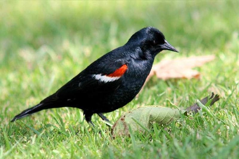 Tricoloured blackbird