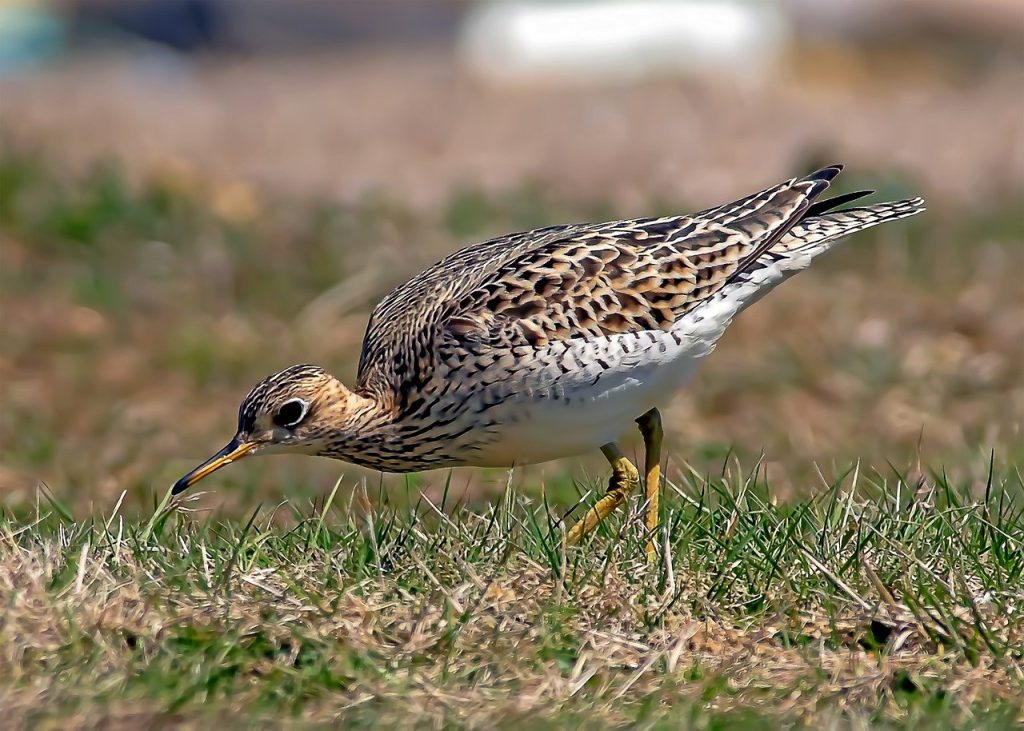 Upland Sandpiper