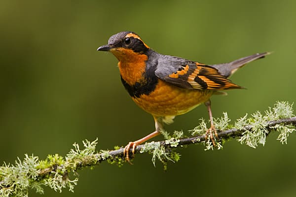 Varied thrush