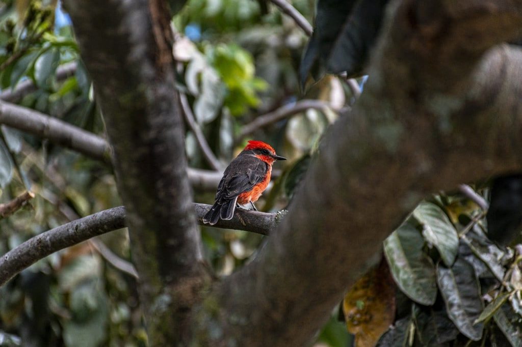 Vermilion flycatcher