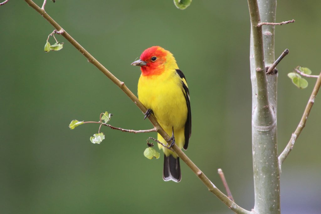 16 Amazing Birds with Red on Head - Red Rock Scenic By Way