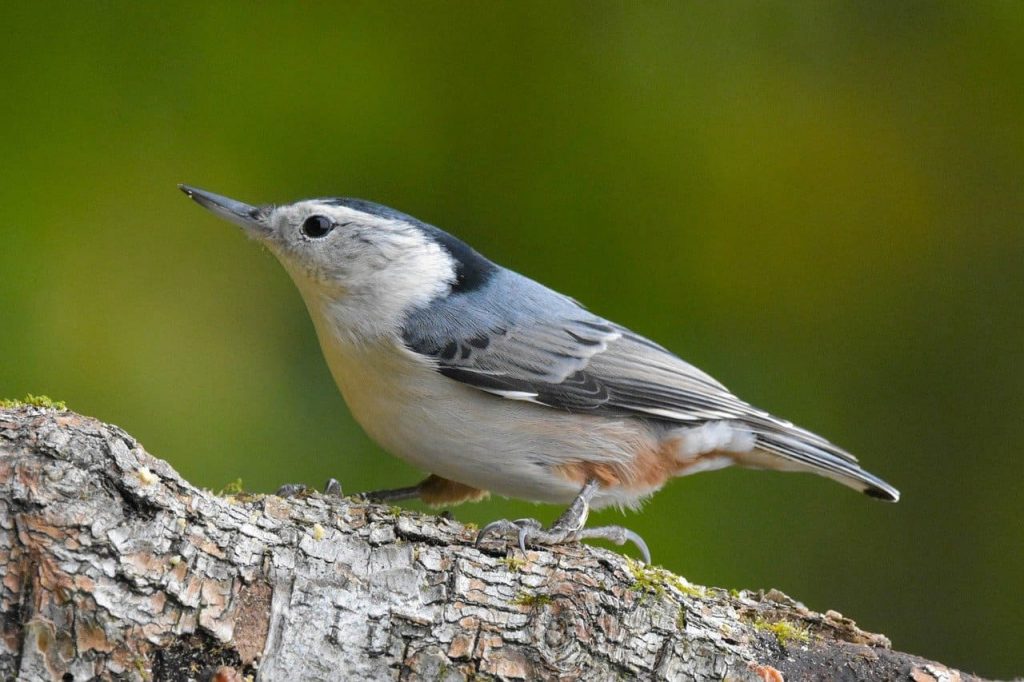 White-breasted nuthatch