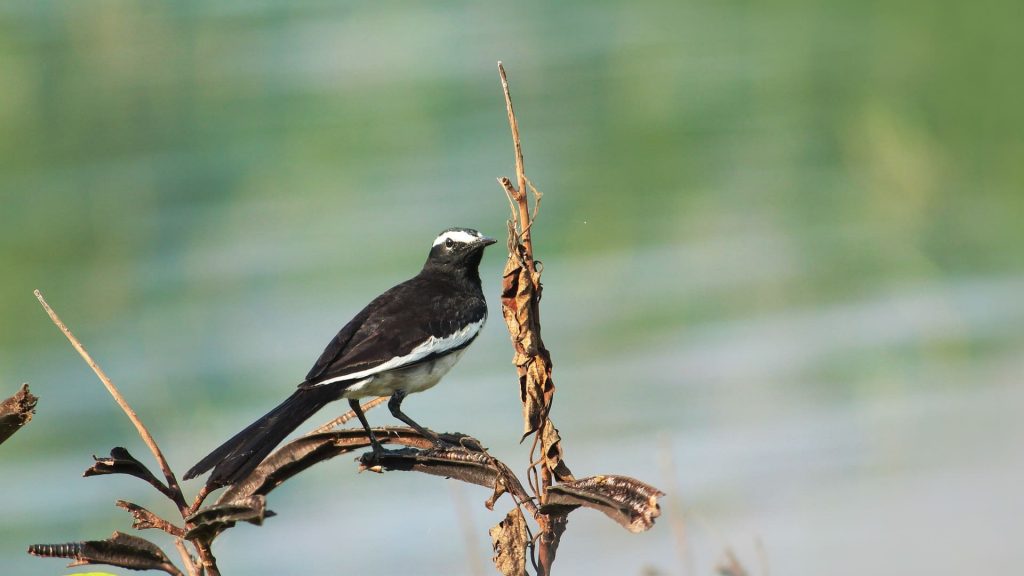 White-browed wagtail