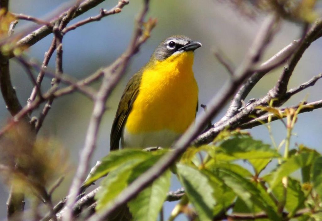 Yellow Breasted Chat