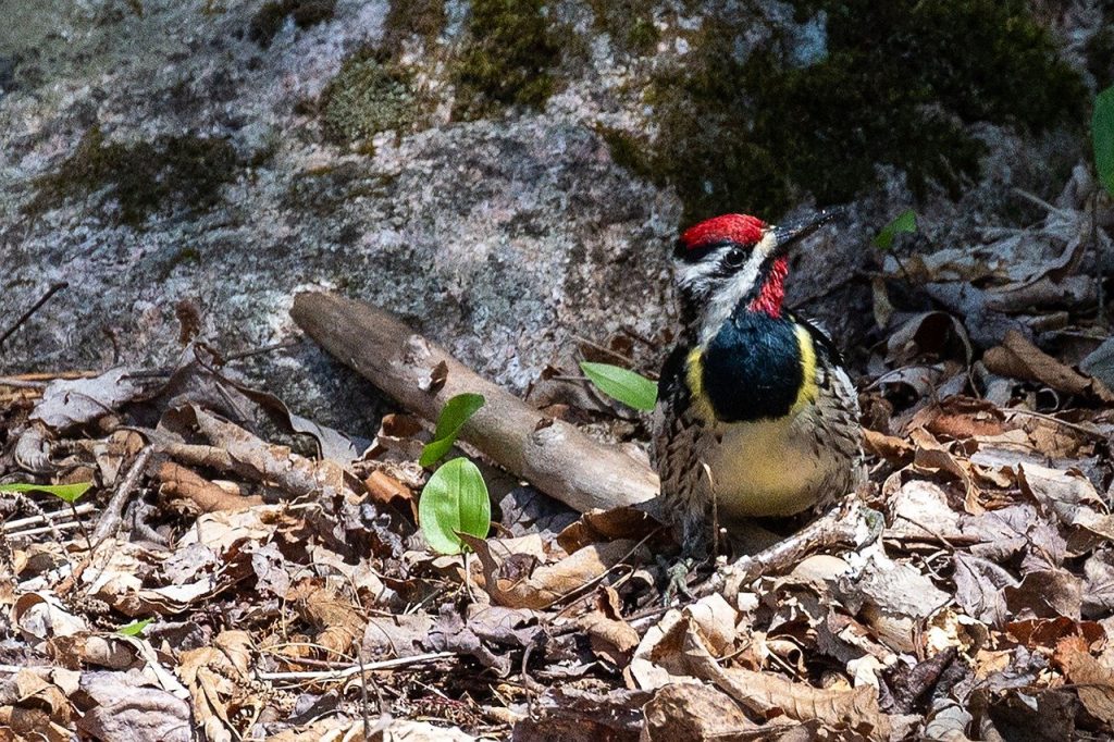 Yellow-bellied sapsucker